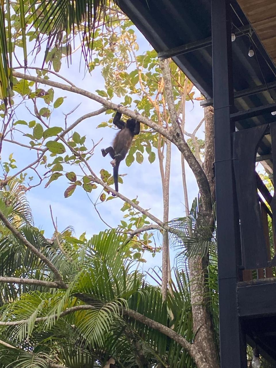 Nahele Lodge Playa Santa Teresa  المظهر الخارجي الصورة